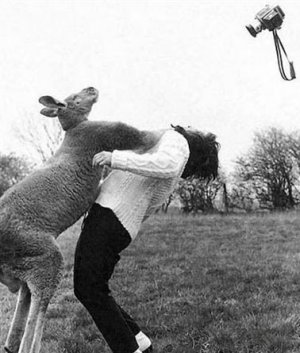 kangaroo_boxing.jpg
