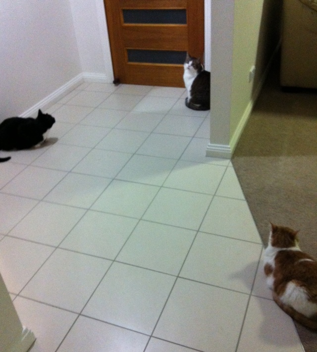 This can't be good. All three cats hanging out together by the door (i.e. a place that isn't sealed - remember, not a lot of weather-stripping in Oz) probably means something got in. Get the bug spray and a tissue...