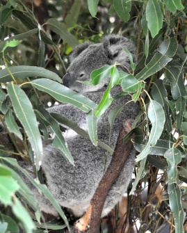 Isn't he cute? Koalas at the sanctuary are only a few inches away from you at any one time.